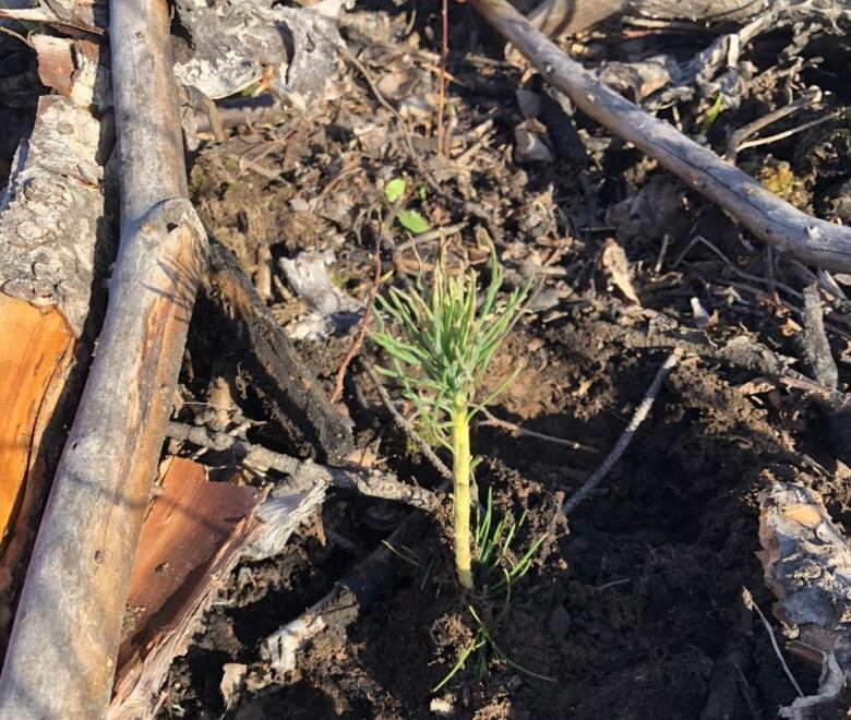 A small green seedling tree pokes out of a field of broken branches and soil.