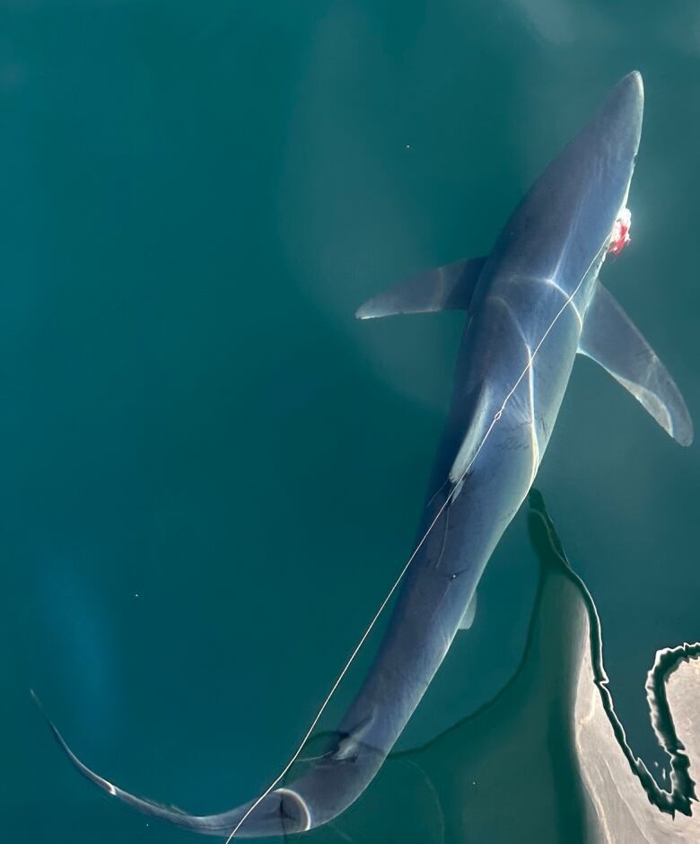 A shark swims underwater with a fishing line in its mouth.