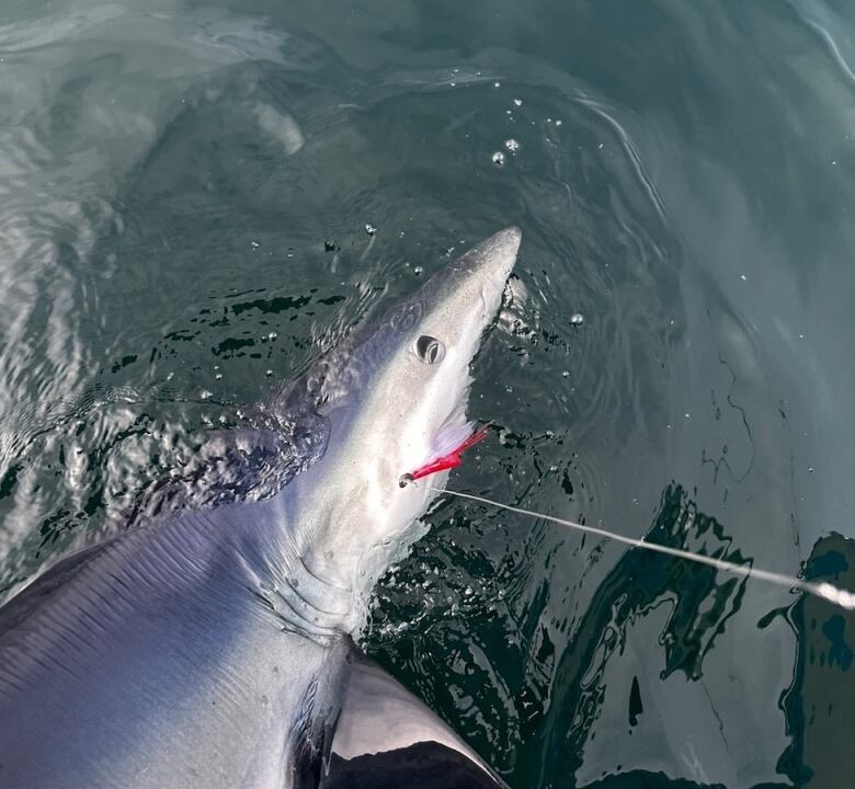 A shark with a fishing line in its mouth breaches the surface of the water.