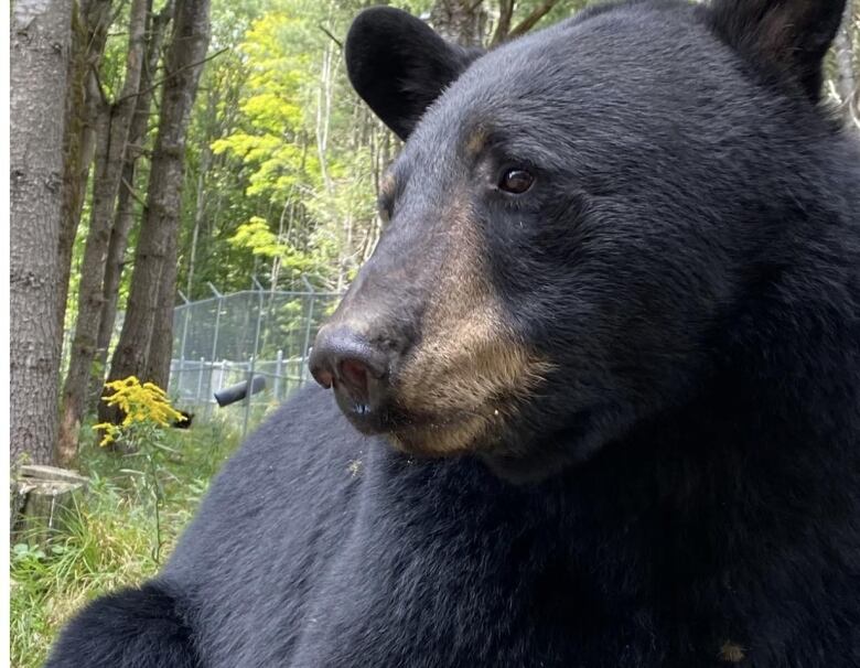 black bear sitting