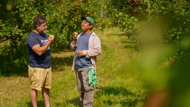 Two men eat apples in an orchard on a sunny day.