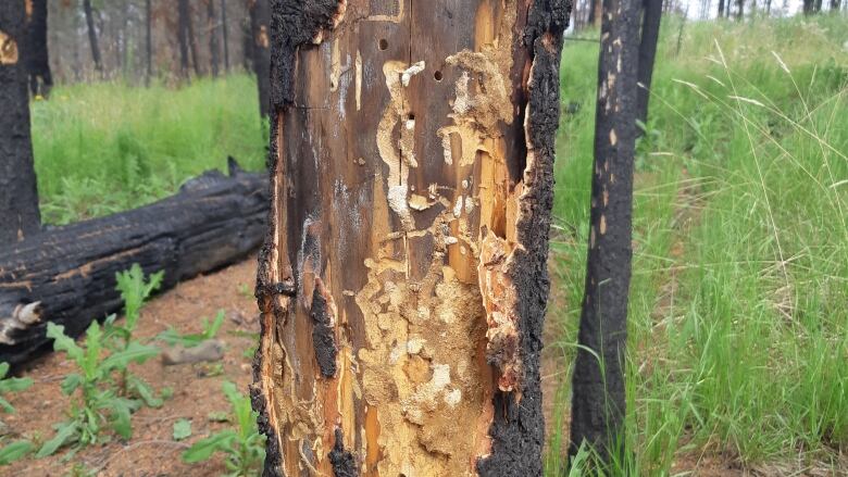 A charred tree with the bark pulled off shows light coloured tunnels int he tree and a few holes. 