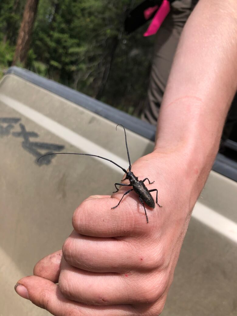 A large bug, bigger than a twoonie with long antennas sits on a peron's hand. 