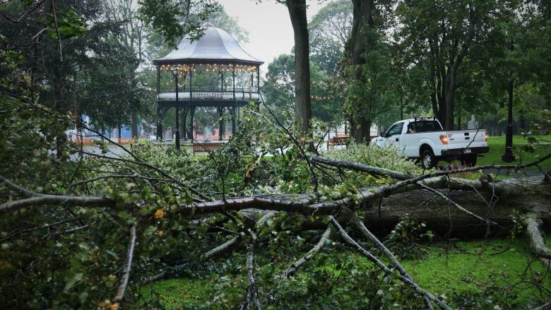 A fallen tree in a city square with a white truck nearby.