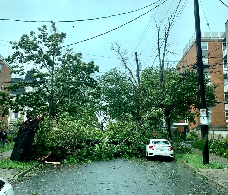 A tree is strewn across a roadway, and a white car is partially covered by the branches and leaves.