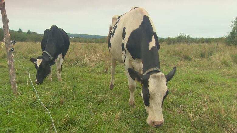 Two black and white dairy cows graze on green grass in meadow.