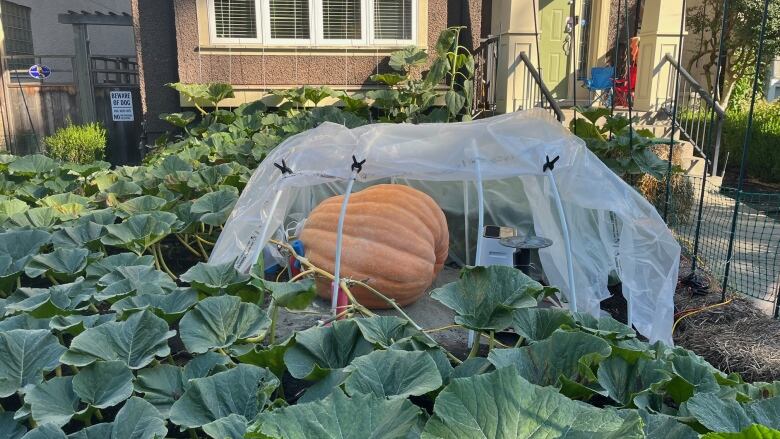 A giant pumpkin is shaded with a plastic tarp in a pumpkin patch.