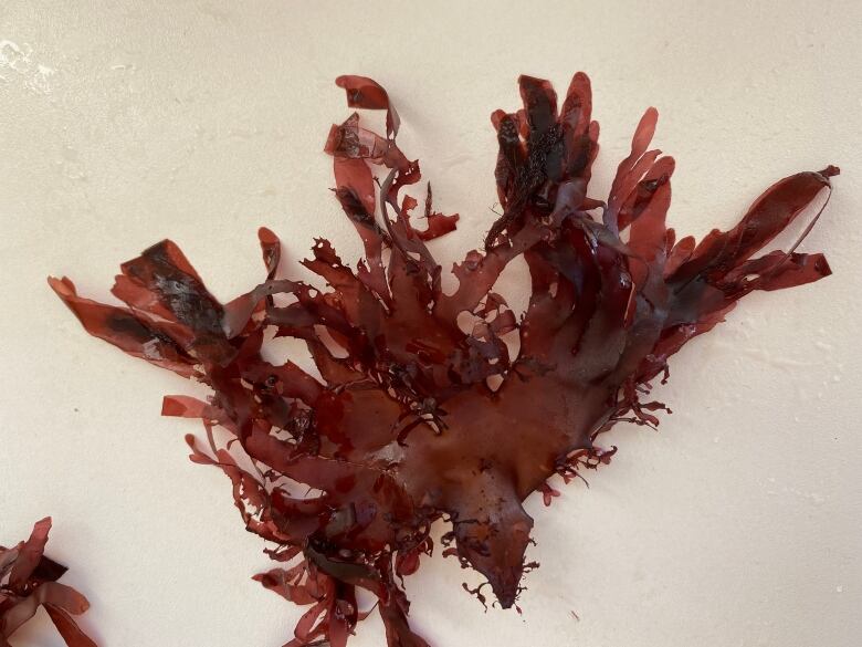 a piece of red seaweed is on a white table.