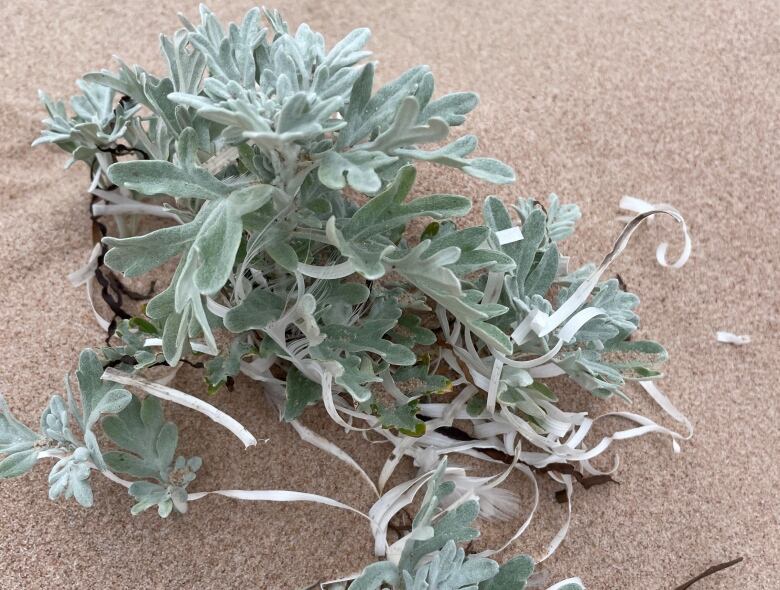 Hoary mugwort growing in sand.