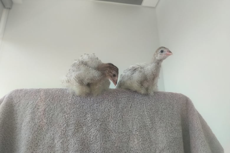 Two fluffy grey guinea fowl chicks sit on a towel.