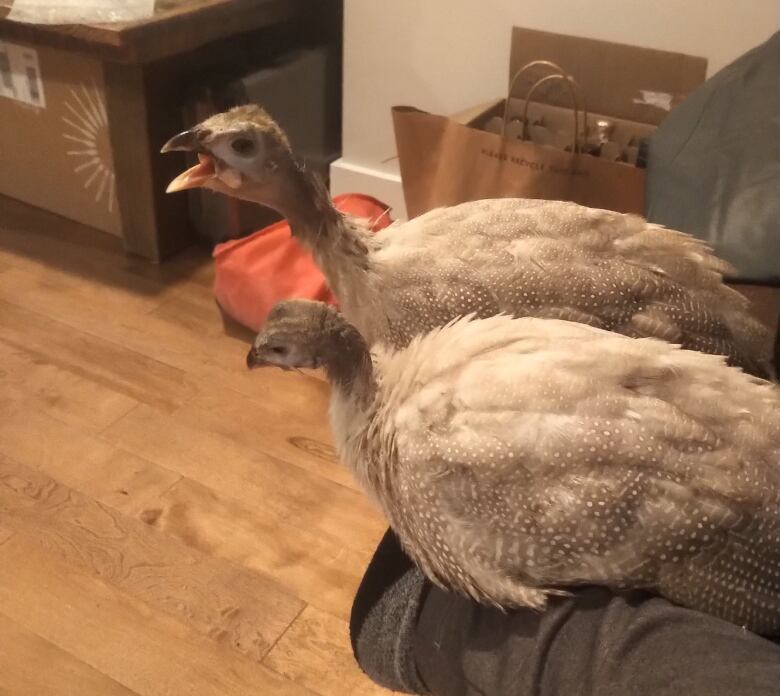 Two grey and white spotted birds are sitting between the edge of a couch and a person's foot. One bird is looking down, and the other has its long neck raised with its beak open. 