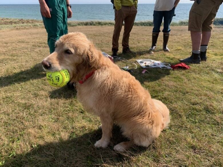 A dog holds a baseball in its mouth 