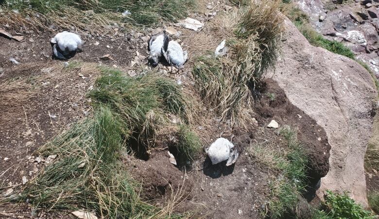 Four dead birds lie on a slope of dirt and grass.