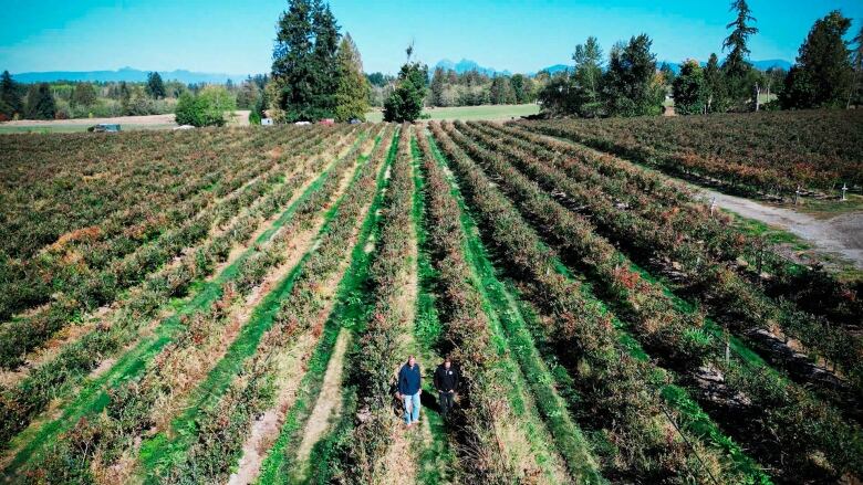 Vivek Dhume and Sunny Brar walk through a 40-acre blueberry in Langley. They aren't the only ones concerned about trade relations with India.