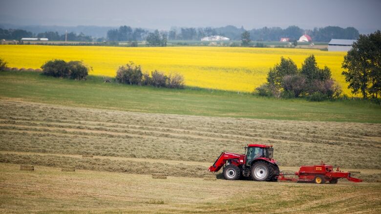 A farmer bales his hay crop with a canola field in the background as a haze of wildfire smoke hangs in the air near Cremona, Alta., Friday, July 16, 2021.