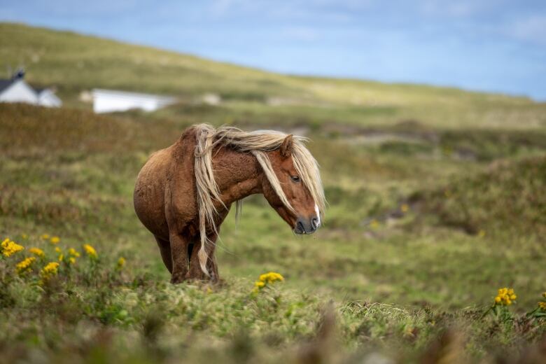 A horse looks to the side while standing alone in a field 