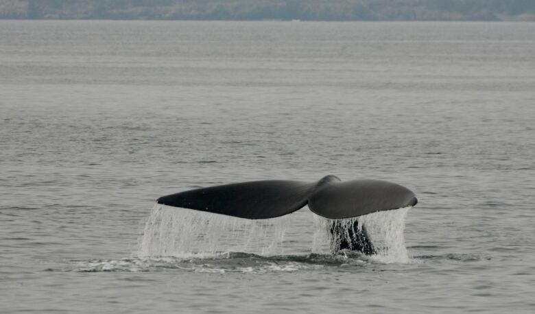 Whale tail emerged out of water