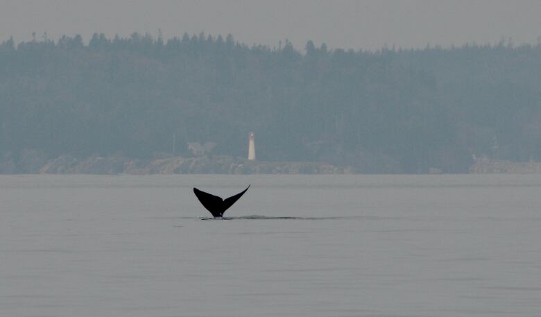 Whale tail flaps water