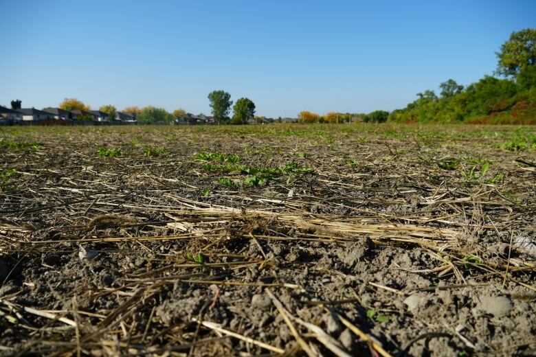 An empty field in Windsor with houses in the distance