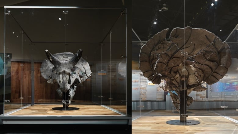 a side by side of two images shows a dinosaur skull in a display case from the front and back