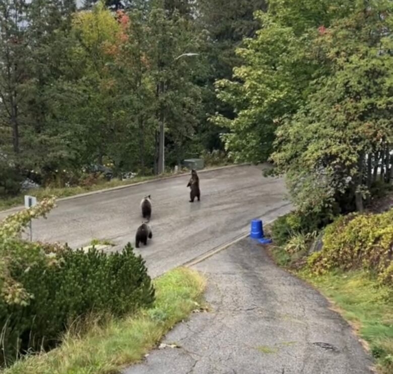 Three bears on a street.