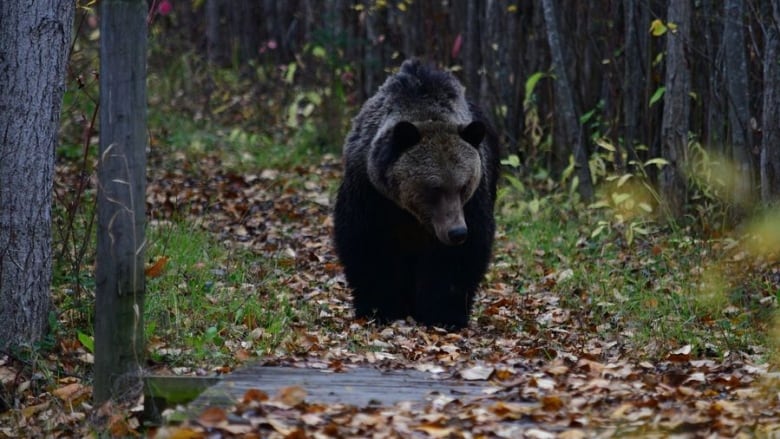 A grizzly bear walks along a trail covered in autumn leaves.