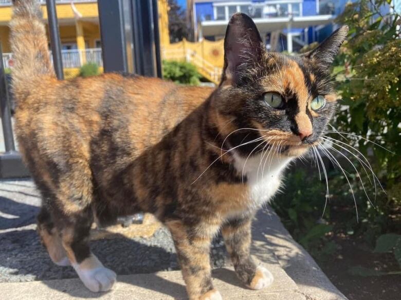 A Calico cat with green eyes.