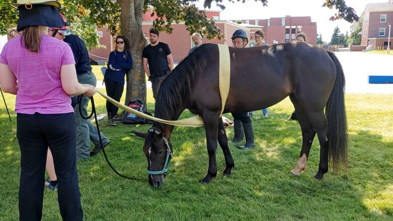 A group of first responders looks at a horse with a strap around it at a training session for rescuing large animals 