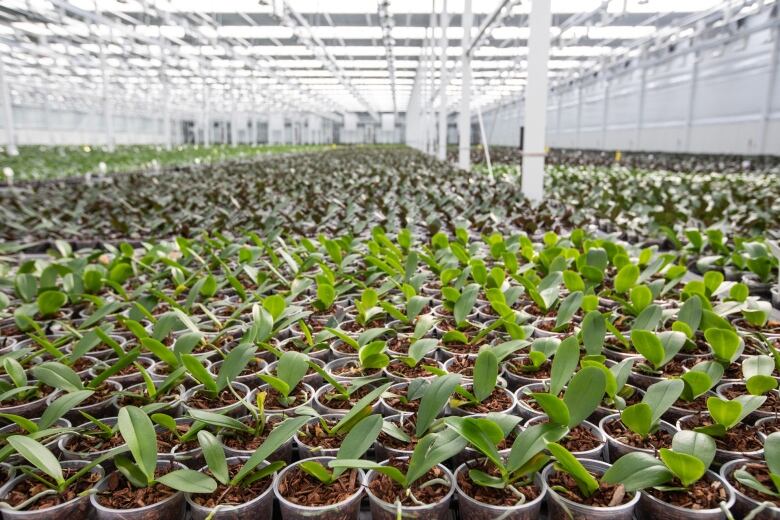 Flower seedlings.