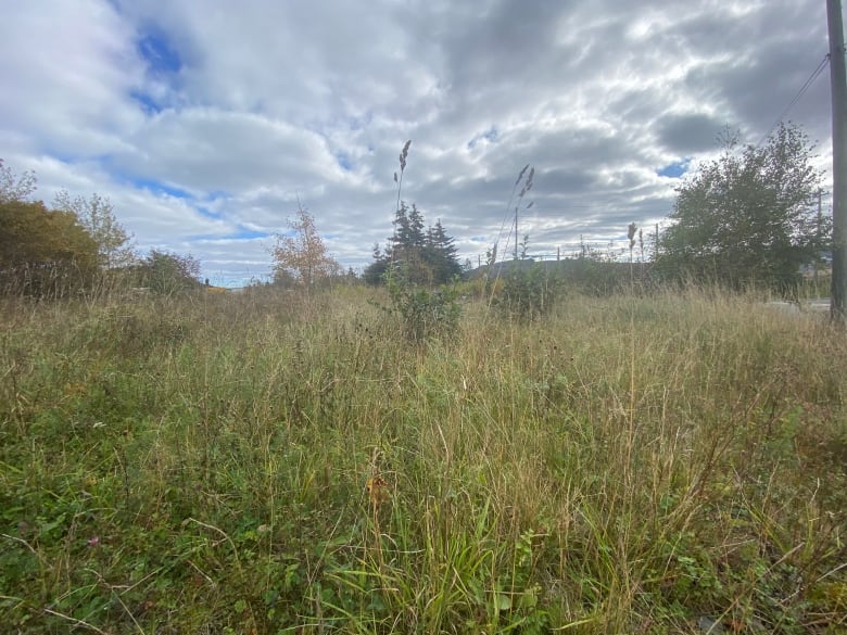 A grassy field is pictured underneath blue cloudy skies.