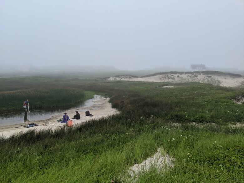 A group of researchers are sit on the sand by a pool of water. There is grass near the sand.