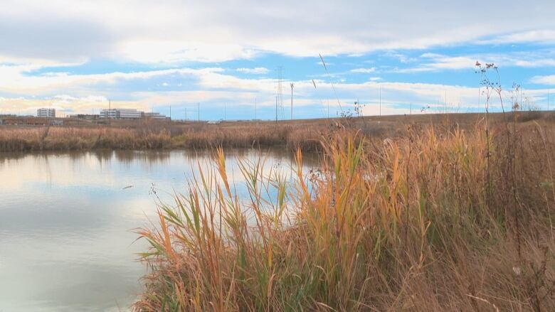 High grass is seen next to a stormwater pond.