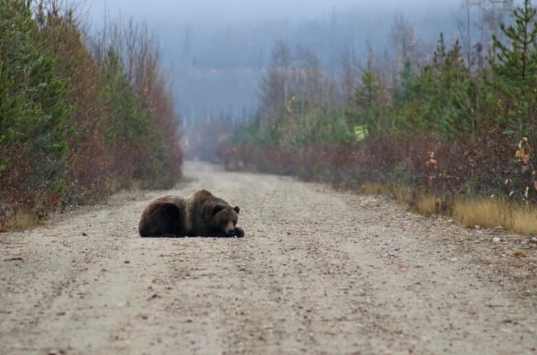 A grizzly naps on the road.