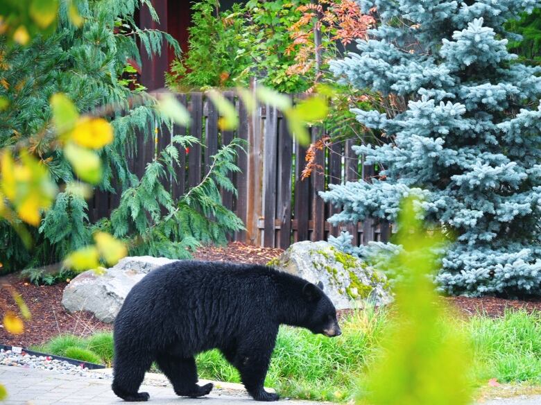 A black bear walks through a yard