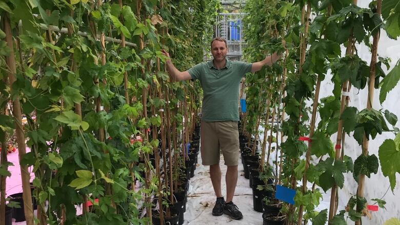 A man stands in the middle of two rows of tall leafy plants.