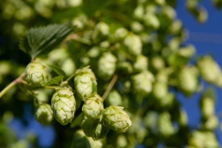 Green hop cones clustered together on a plant.