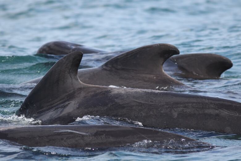 Close-up photo of dorsal fins of a group of pilot whales.