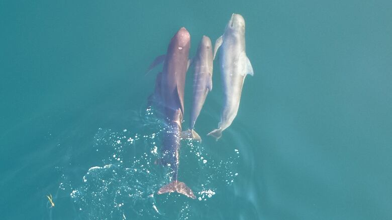 Aerial view of one large pilot whale with a two smaller whales swimming to its right.