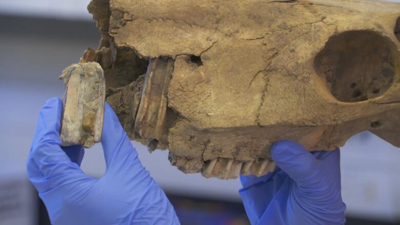 A woman holds up a large fossil horse tooth next to a broken brown modern horse skull. 