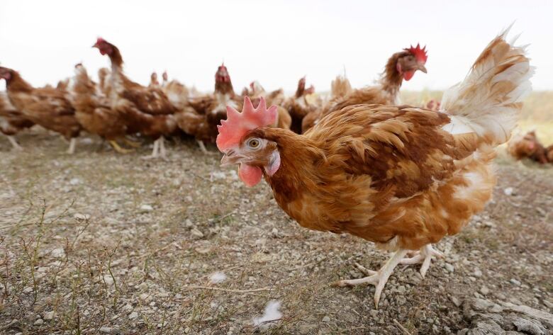 A brown chicken walks in the foreground, with many others in the background.