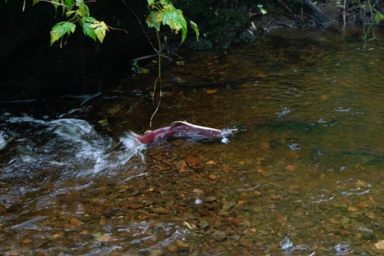 A pink fish causes a small splash as it swims through a shallow waterway. The water is clear and pebbles are visible below the surface.