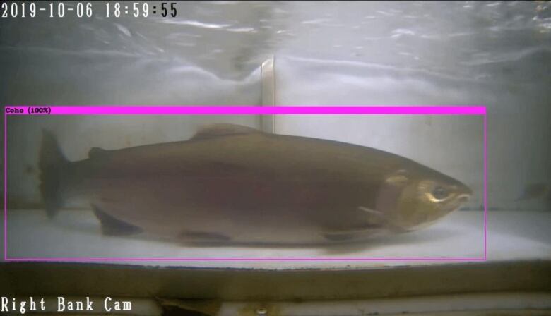 A salmon sits in what appears to be a steel tank of water in a still image from a video clip. 