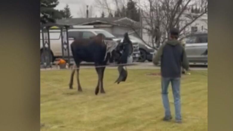 A moose with decorations over its face. A man stands nearby.