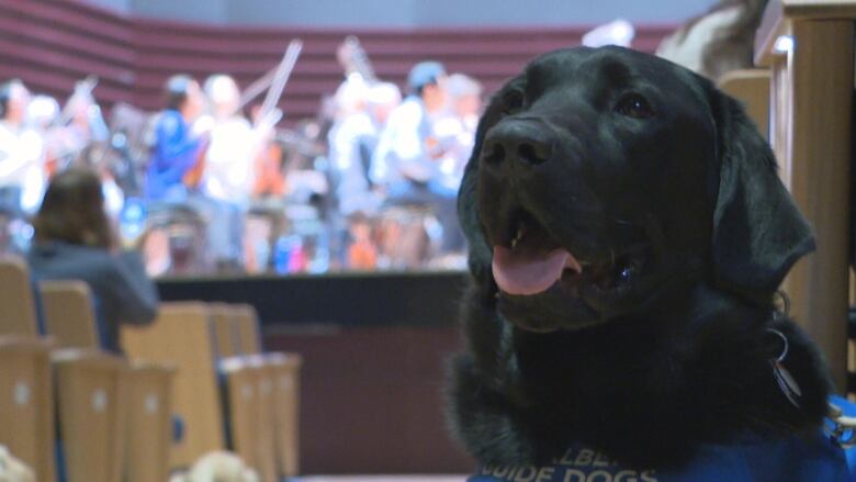 a black dog in a blue vest stands in front of a stage with an orchestra on it