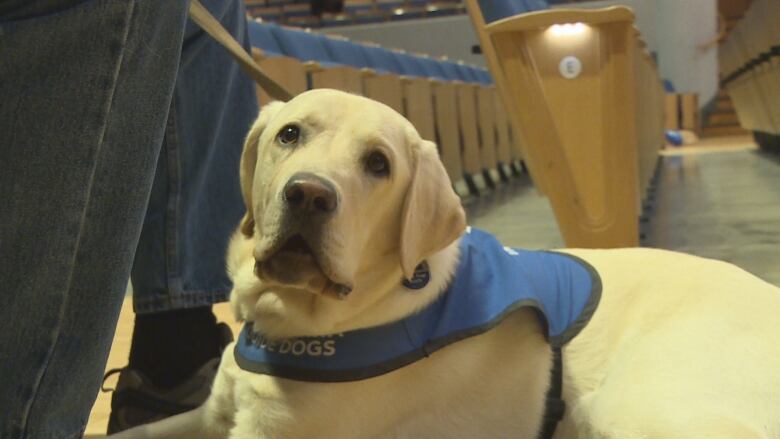 a golden dog in a blue vest laying down between rows of chairs