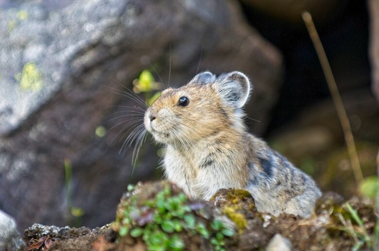 An American pika stands in its rocky mountainous environment. It resembles a small rabbit, but has shorter hair and looks closer to a guinea pig.