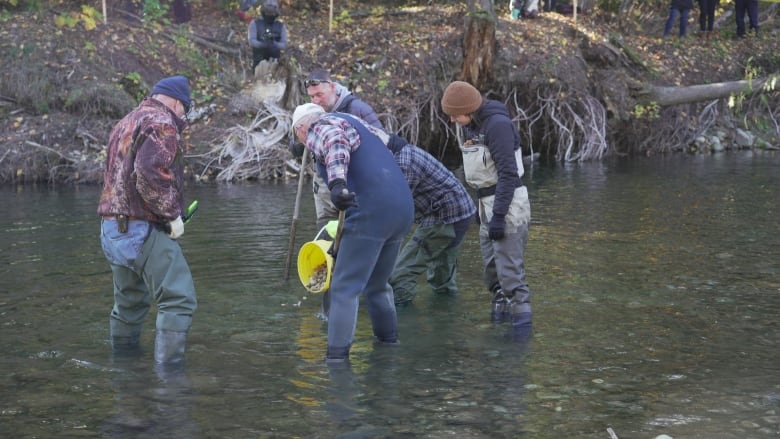 Volunteers plants kokanee salmon eggs in Summit Creek near Creston, B.C.