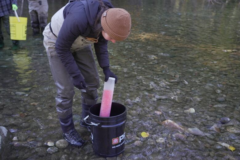 Volunteers release kokanee salmon eggs into Summit Creek near Creston, B.C.