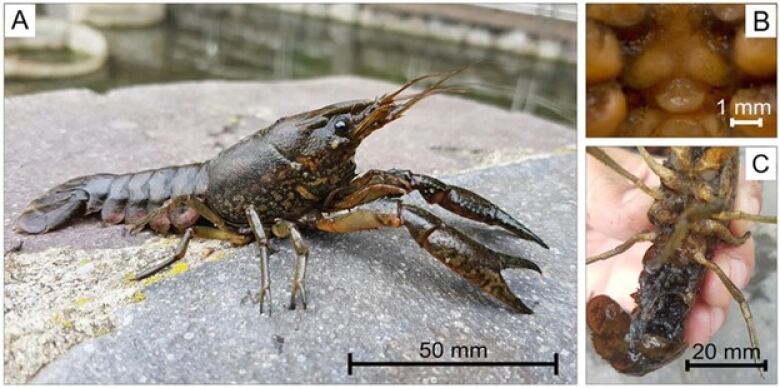 A collage of images of a marbled crayfish showing it from different angles.