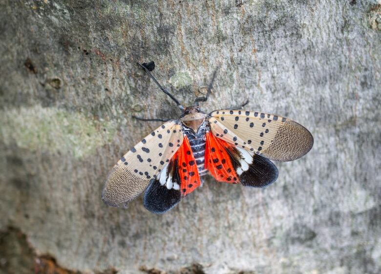 A spotted lantern fly standing on a tree trunk